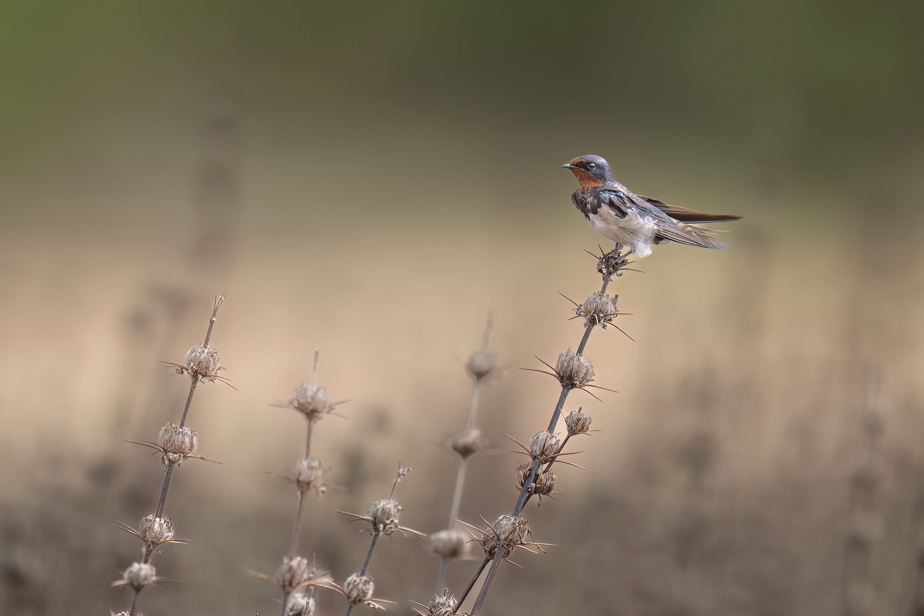 Sri Lanka Leopard Intensive gallery image 9